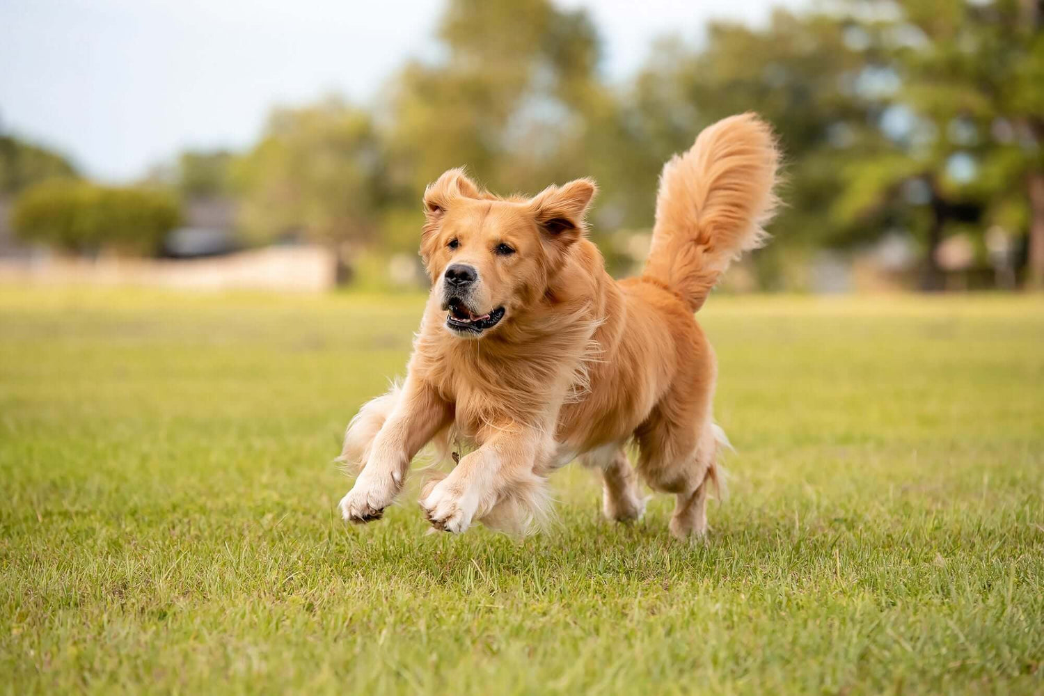 Best Joint Supplements For Dogs