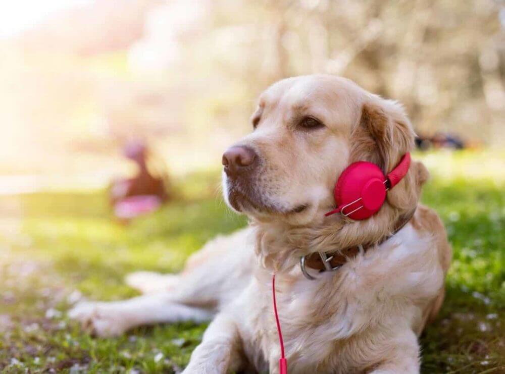 do dogs like music