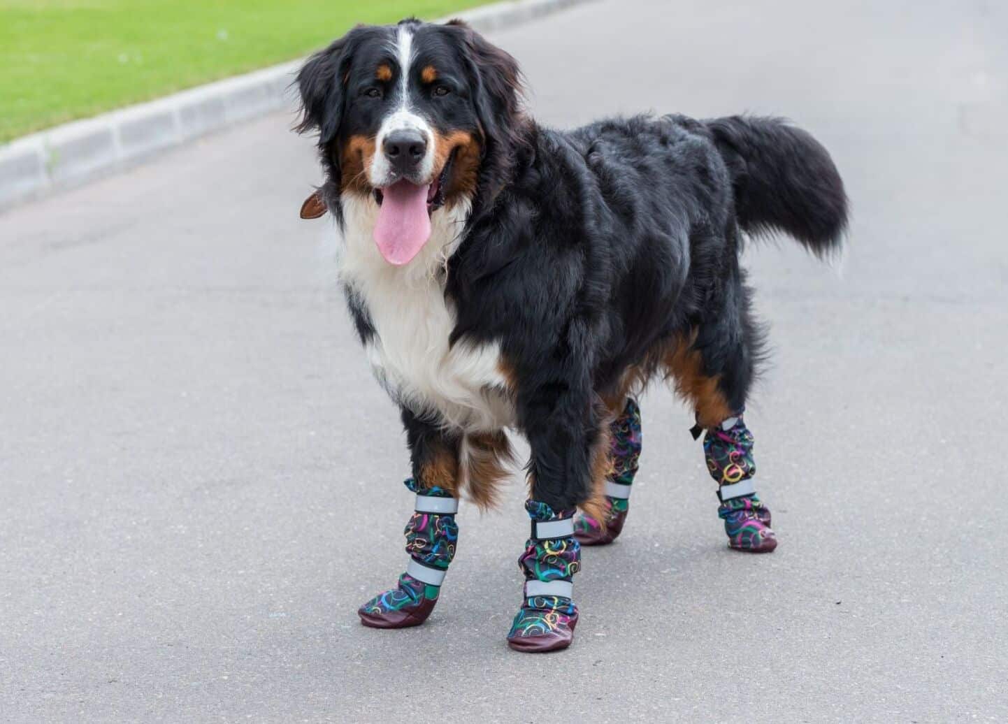 dog shoes for summer