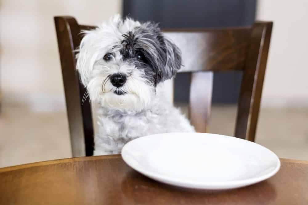 vegan dog