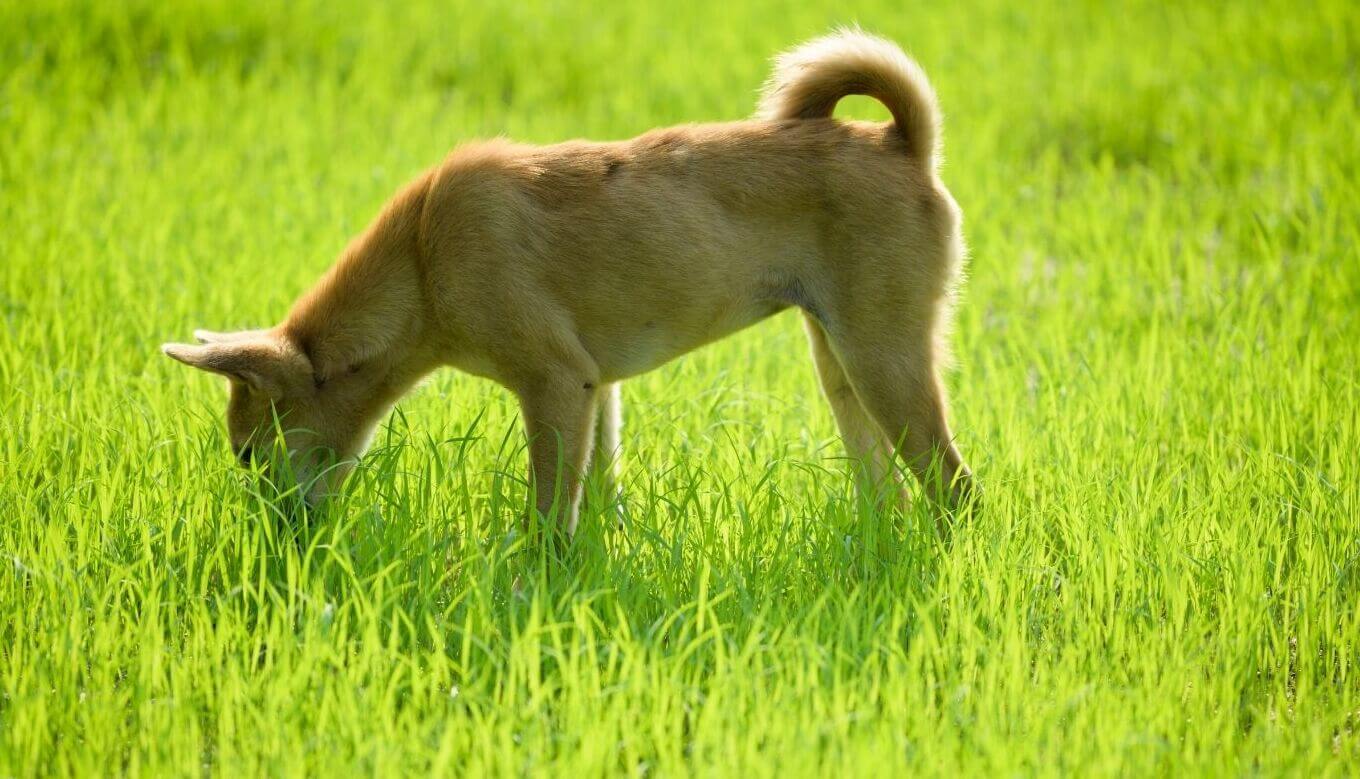 why do dogs eat grass