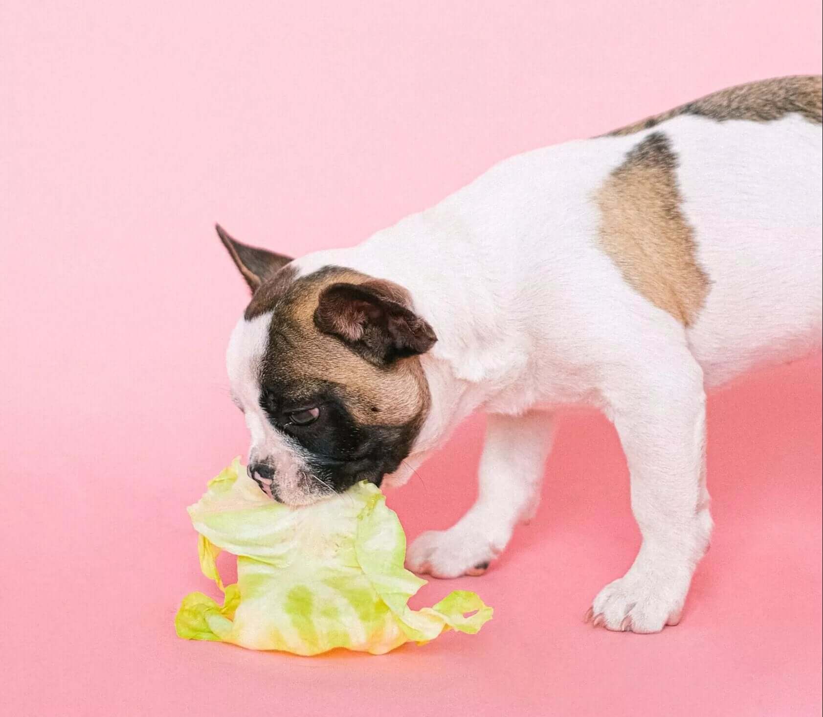 Is lettuce bad for dogs?