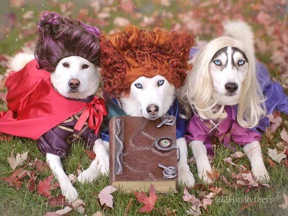 Creative halloween costumes for dogs