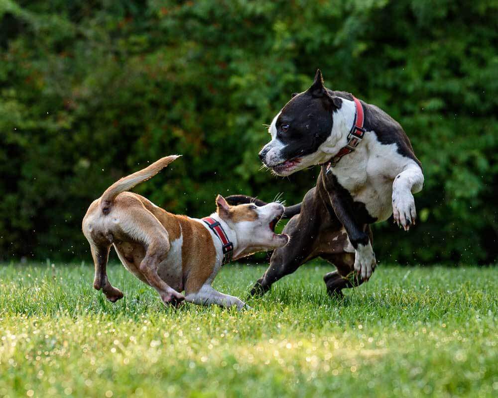 How to tell if dogs are playing or fighting?
