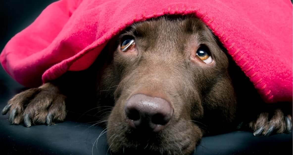 how to help dogs with firework anxiety