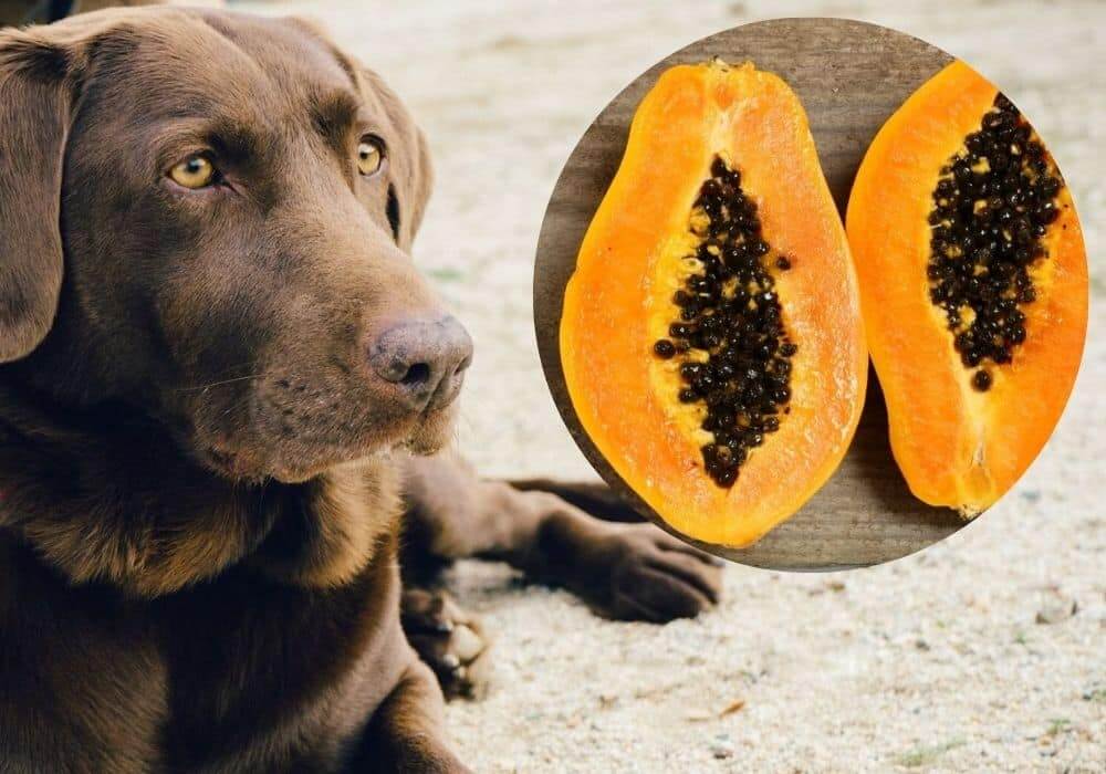 can dogs eat papaya