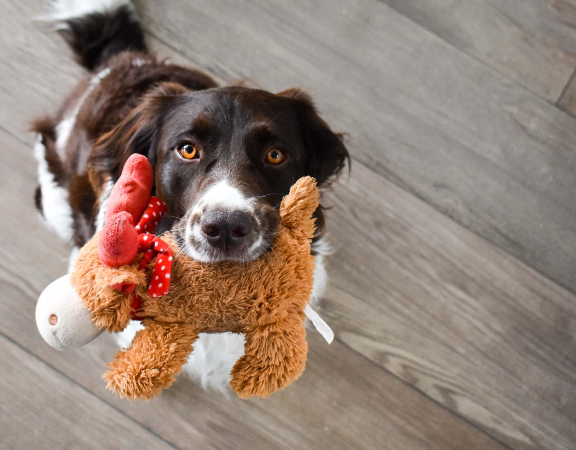 Why do dogs chew toys on you?