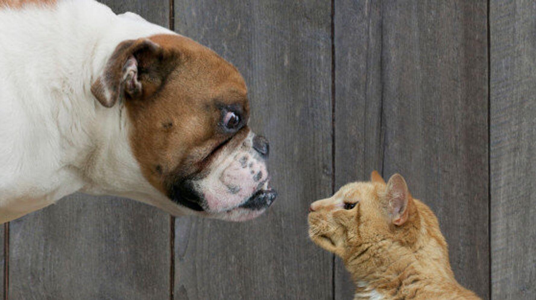 Why do cats and dogs fight?