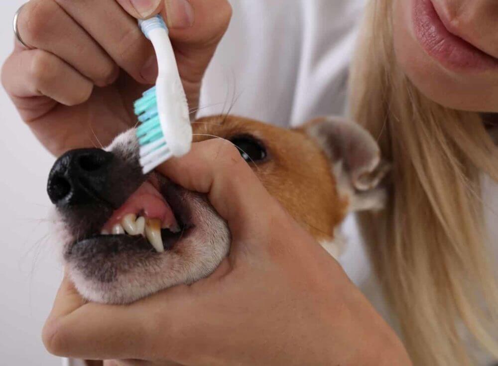 dental disease in dogs