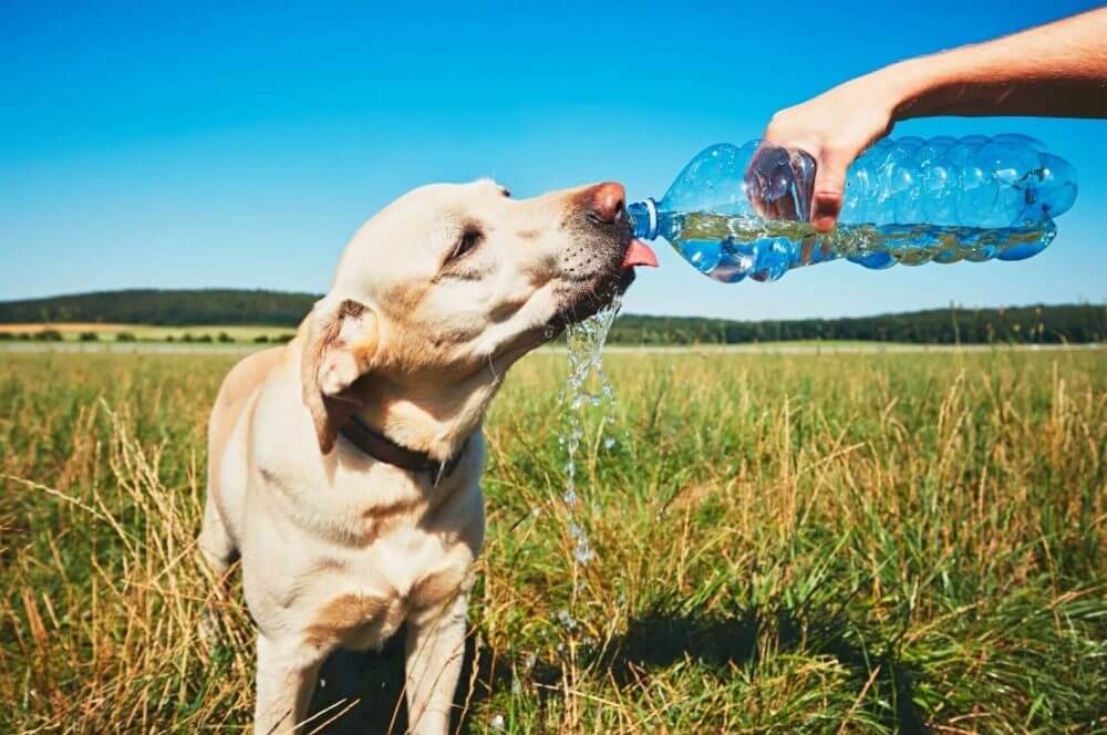 Why is my dog so thirsty?