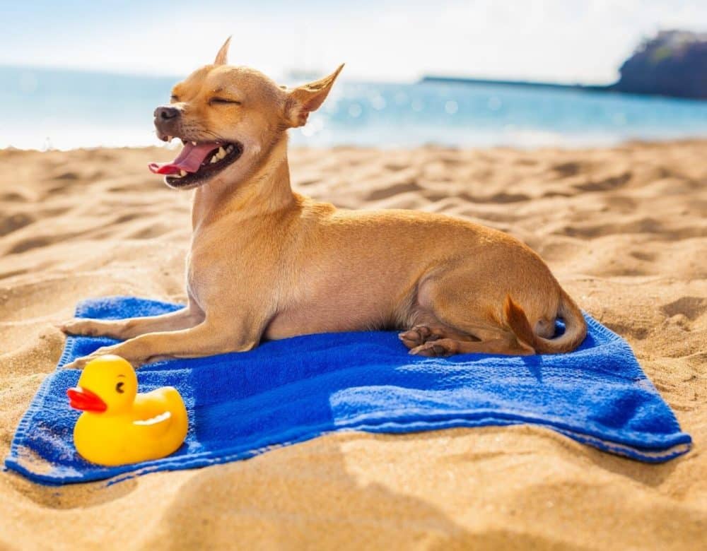 grooming tips for dogs in summer
