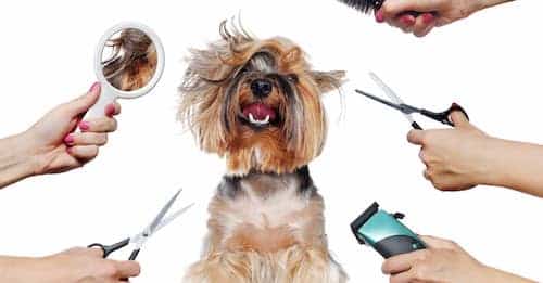 Everyday Dog Grooming Tips