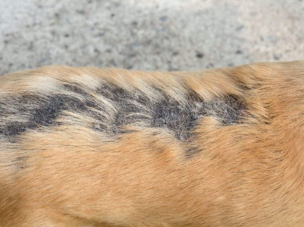 hair loss in dogs