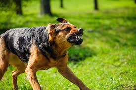 Aggressive Dog Breeds Or Bad Owners?