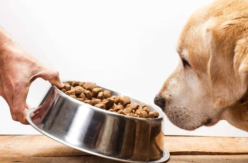 is salmon oil good for dogs. dog smelling food