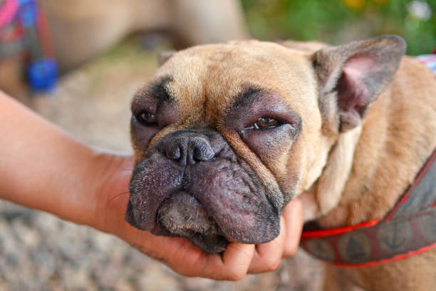 9 Natural Remedies for Dog Allergies