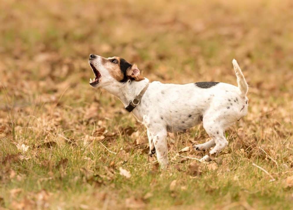 excessive barking in dogs