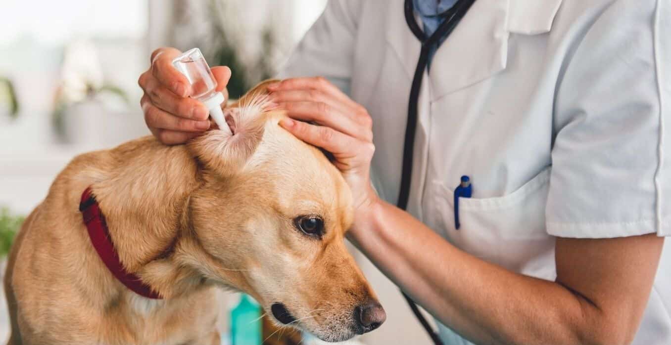 liquid dog ear cleaner