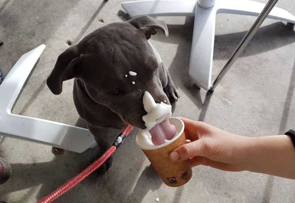 Puppuccino