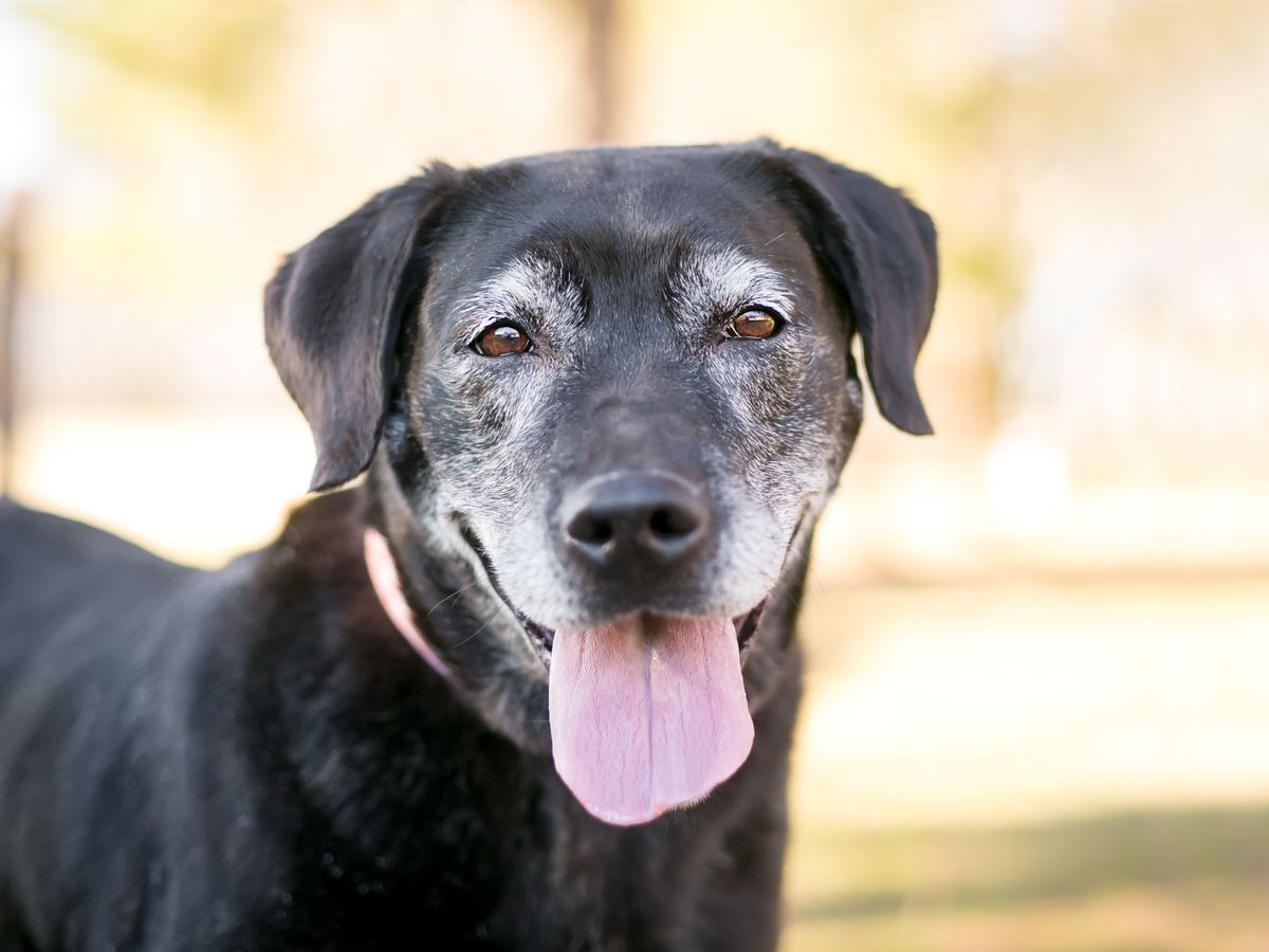 Say Goodbye to Joint Pain: The Power of Vegan Glucosamine and Chondroitin for Your Dog