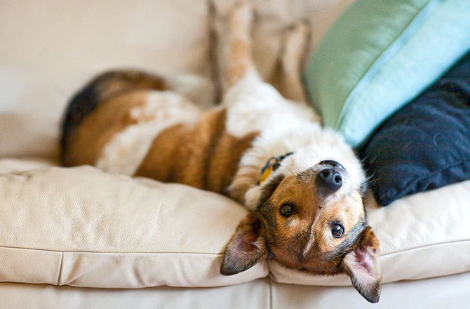 Why do dogs hang their heads off their bed?