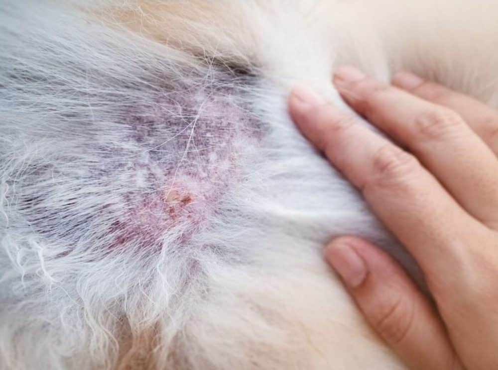 skin infections in dogs
