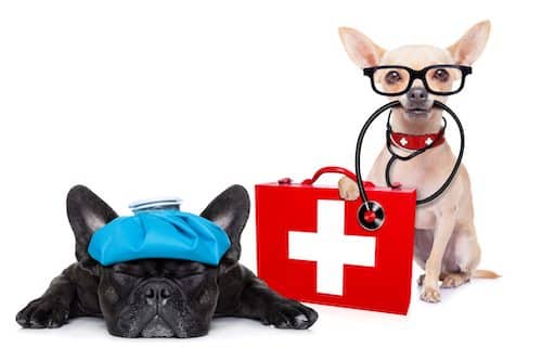 Pet Emergency And First Aid Procedures