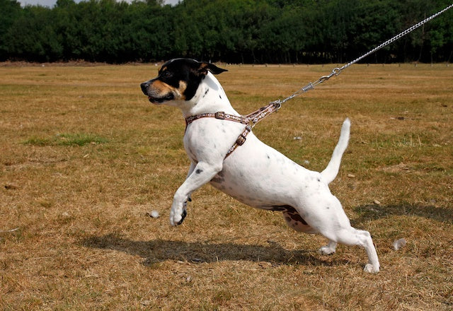 How to stop your dog from pulling on the leash