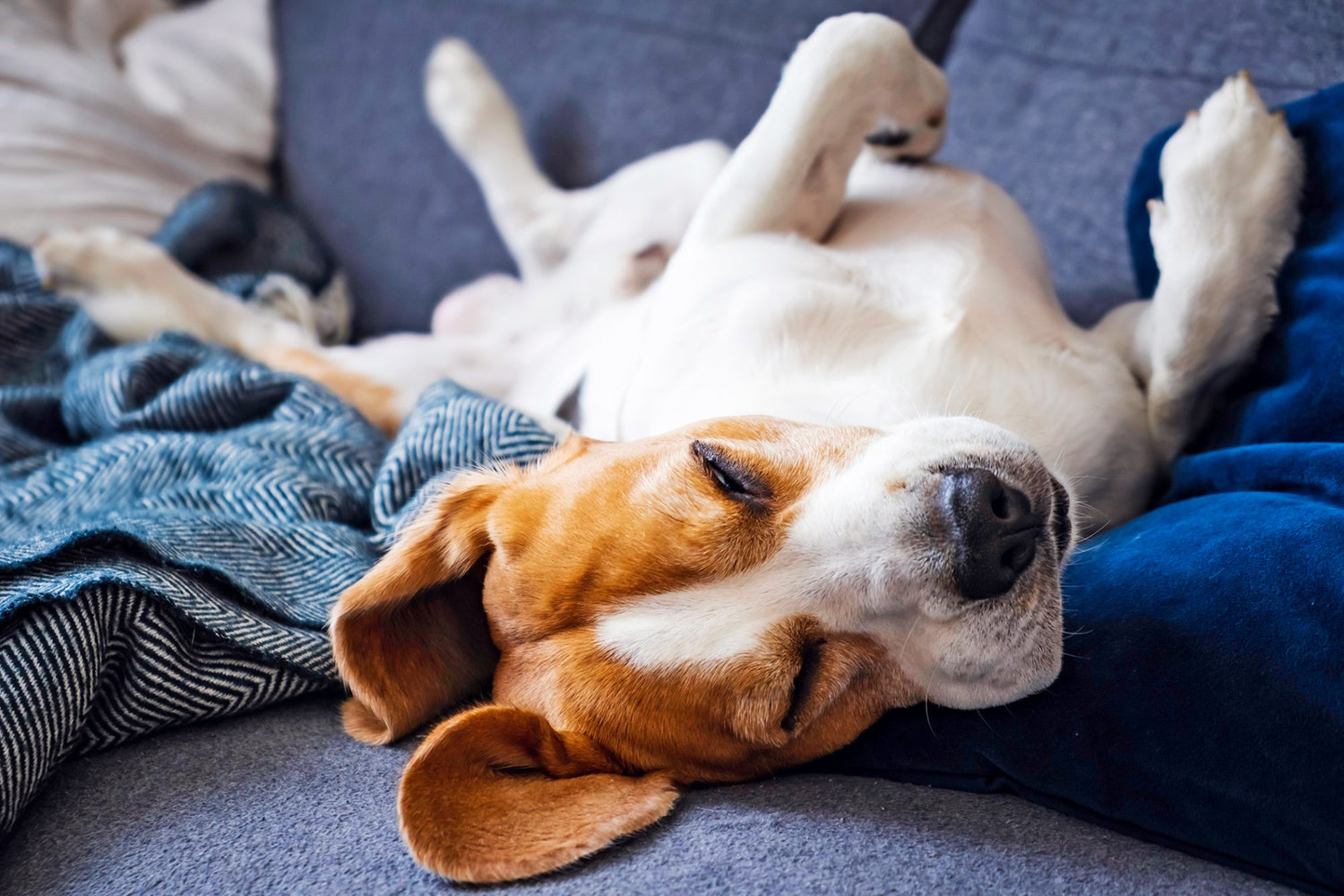 7 common dog sleeping positions and their meaning