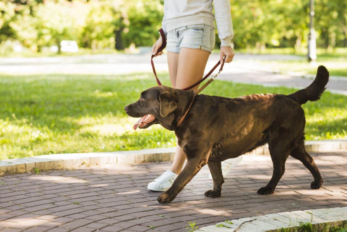 woman walking with her dog on a leash
