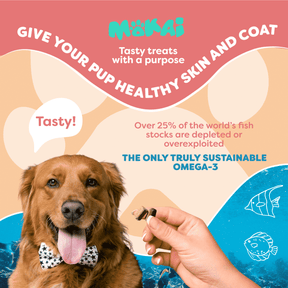 allergy relief supplement for dogs